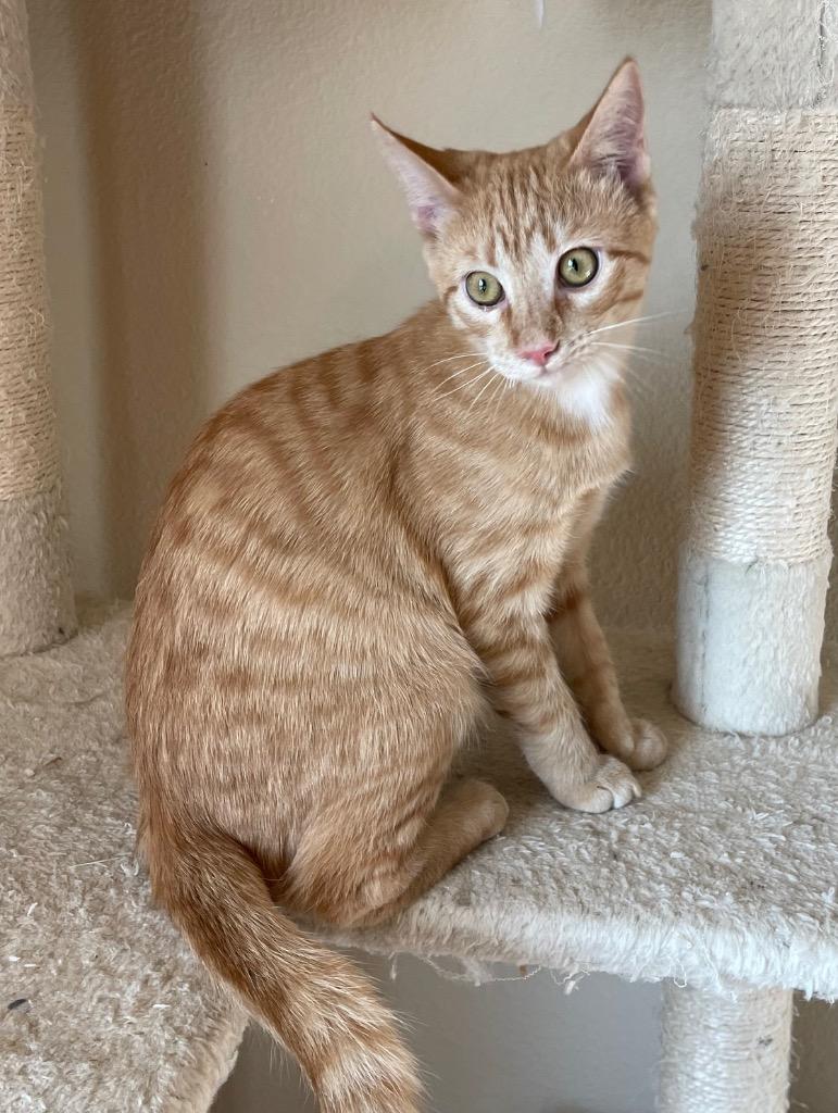 Nessa, a Adoptable Domestic Short Hair in Lewisville, TX image 6/6