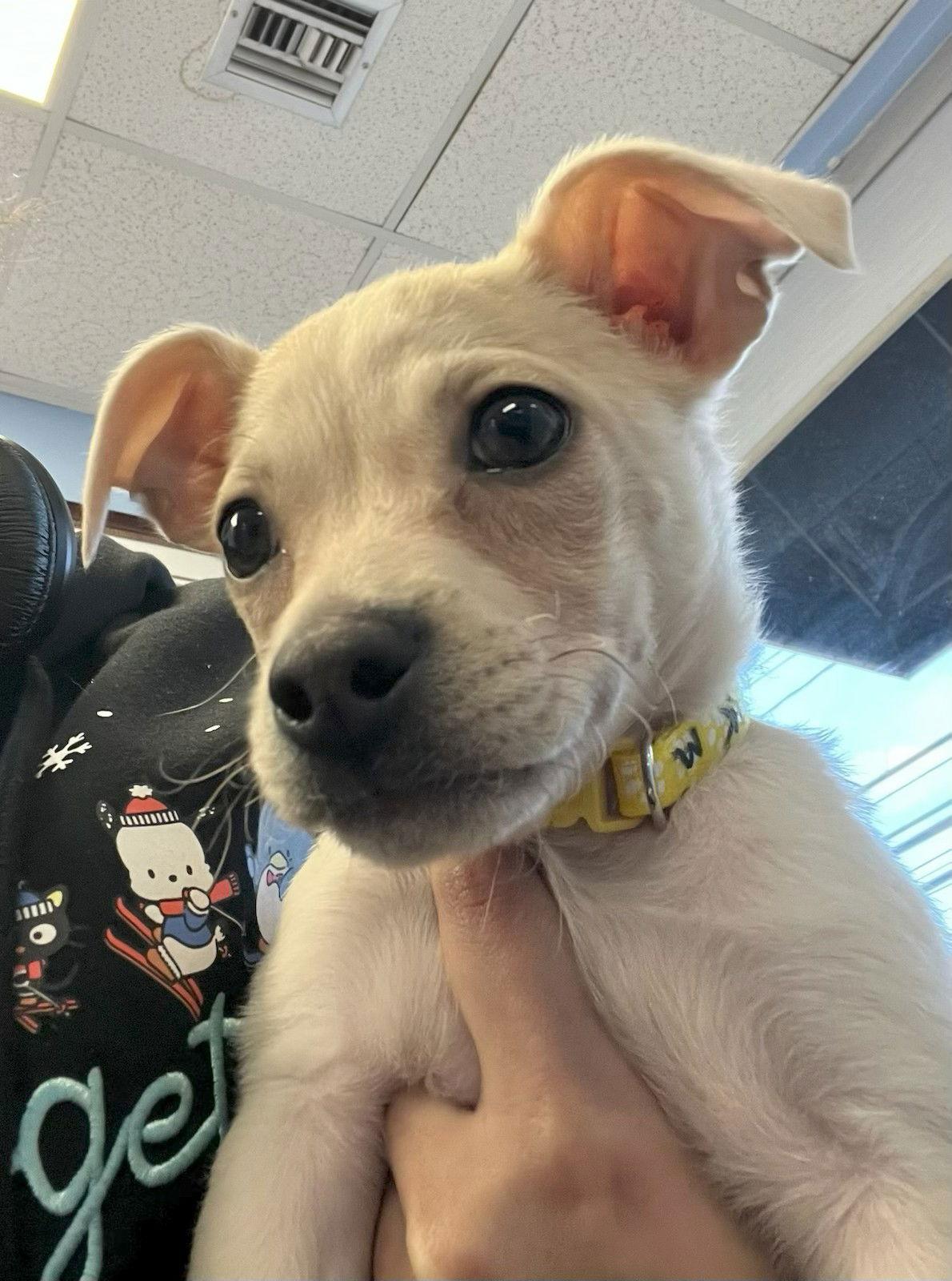 Clark, Adoptable, Puppy Male Mixed Breed.