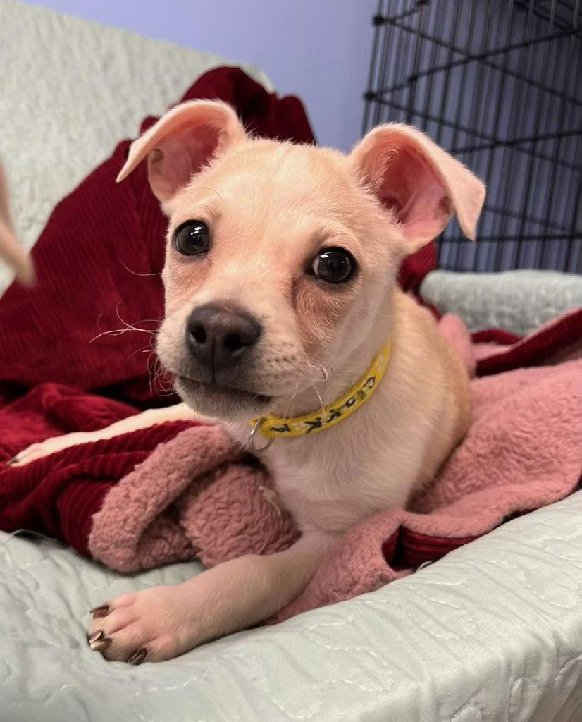 Enlarge Clark, a Adoptable Mixed Breed in Cliffwood, NJ image 2/2