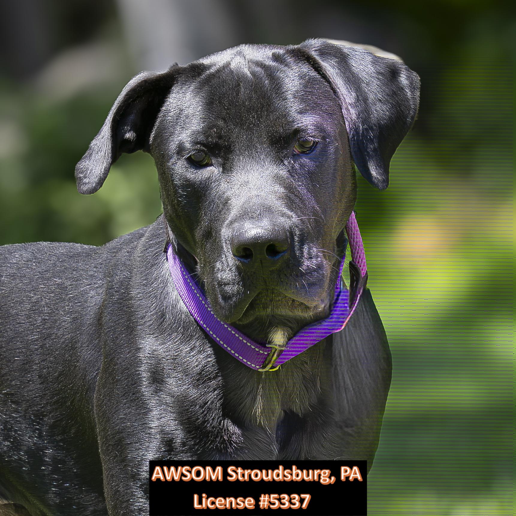 Enlarge Ridge, a ADOPTABLE mixed breed in Stroudsburg, PA image 2/2