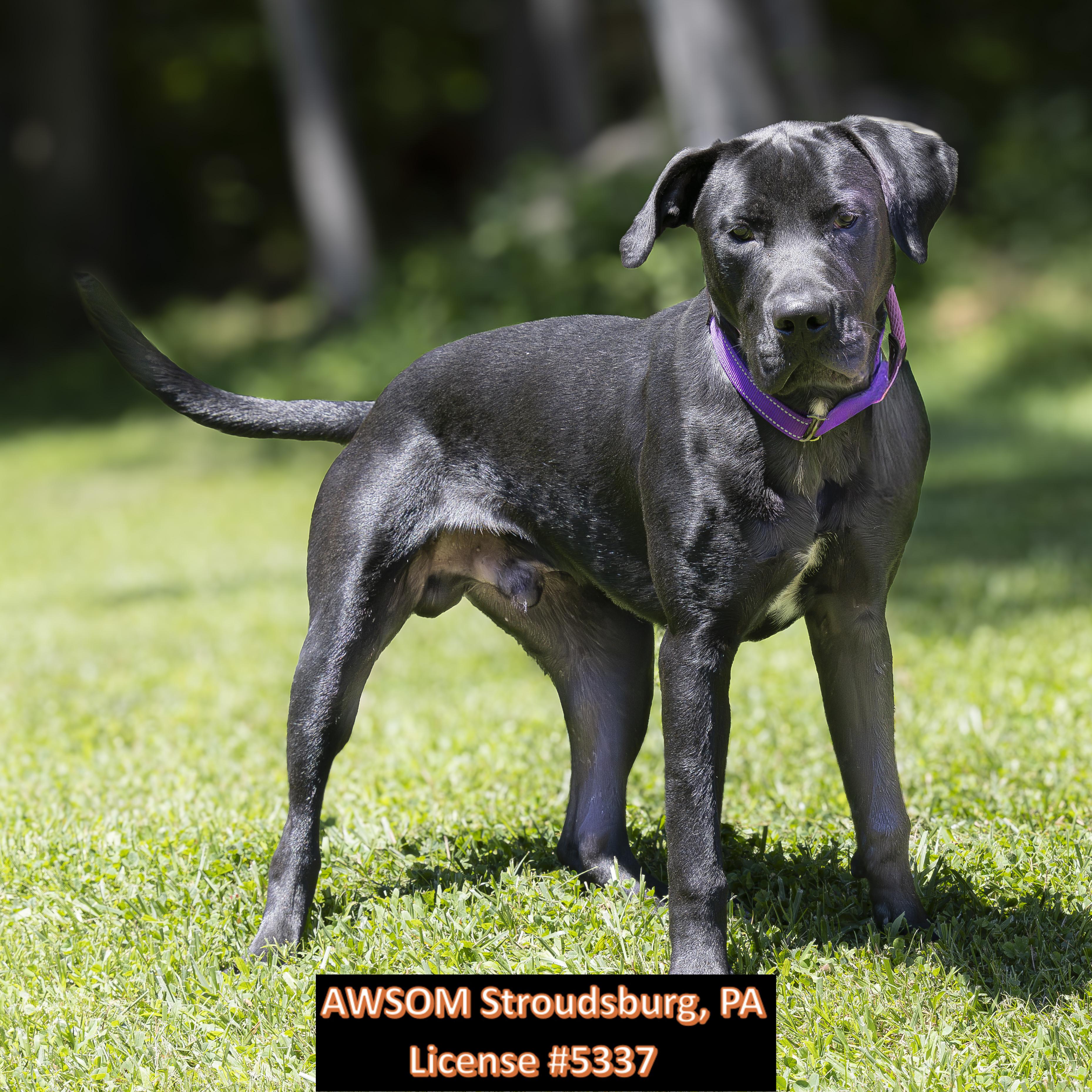 Enlarge Ridge, a ADOPTABLE mixed breed in Stroudsburg, PA image 1/2