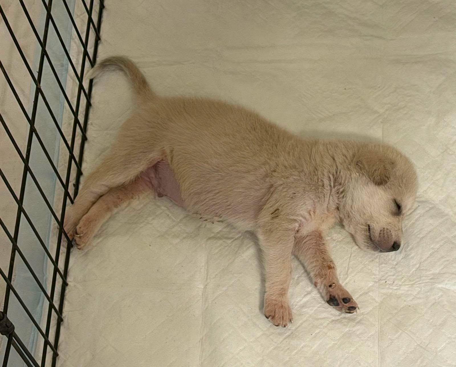 Enlarge THE MIRACLE 3- COMING SOON, a Adopted mixed breed in Montague, TX image 4/6