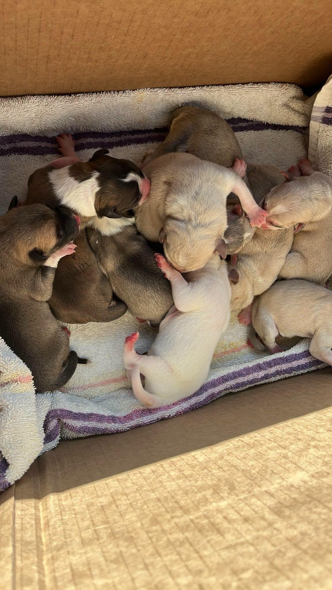 Enlarge THE MIRACLE 3- COMING SOON, a Adopted mixed breed in Montague, TX image 1/6