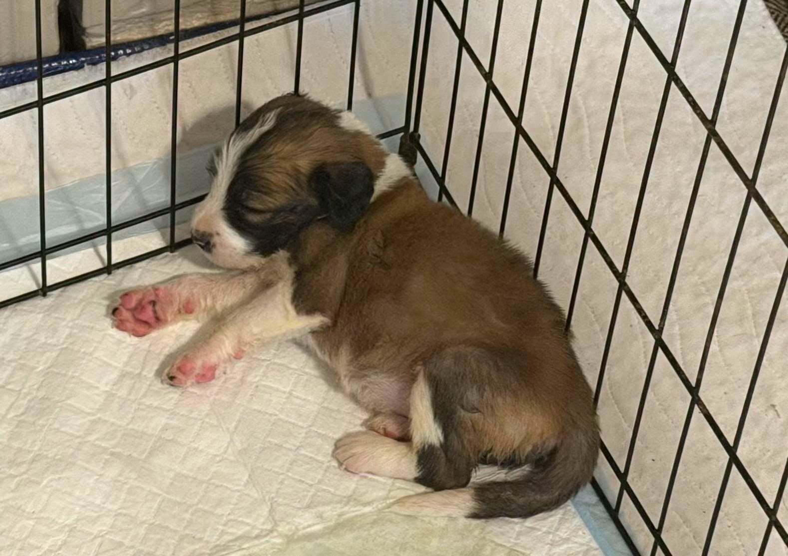 Enlarge THE MIRACLE 3- COMING SOON, a Adopted mixed breed in Montague, TX image 5/6