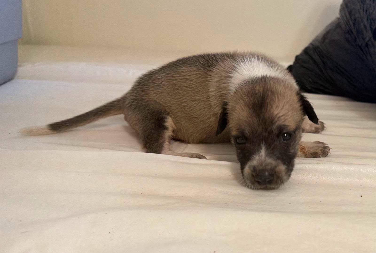 Enlarge THE MIRACLE 3- COMING SOON, a Adopted mixed breed in Montague, TX image 6/6