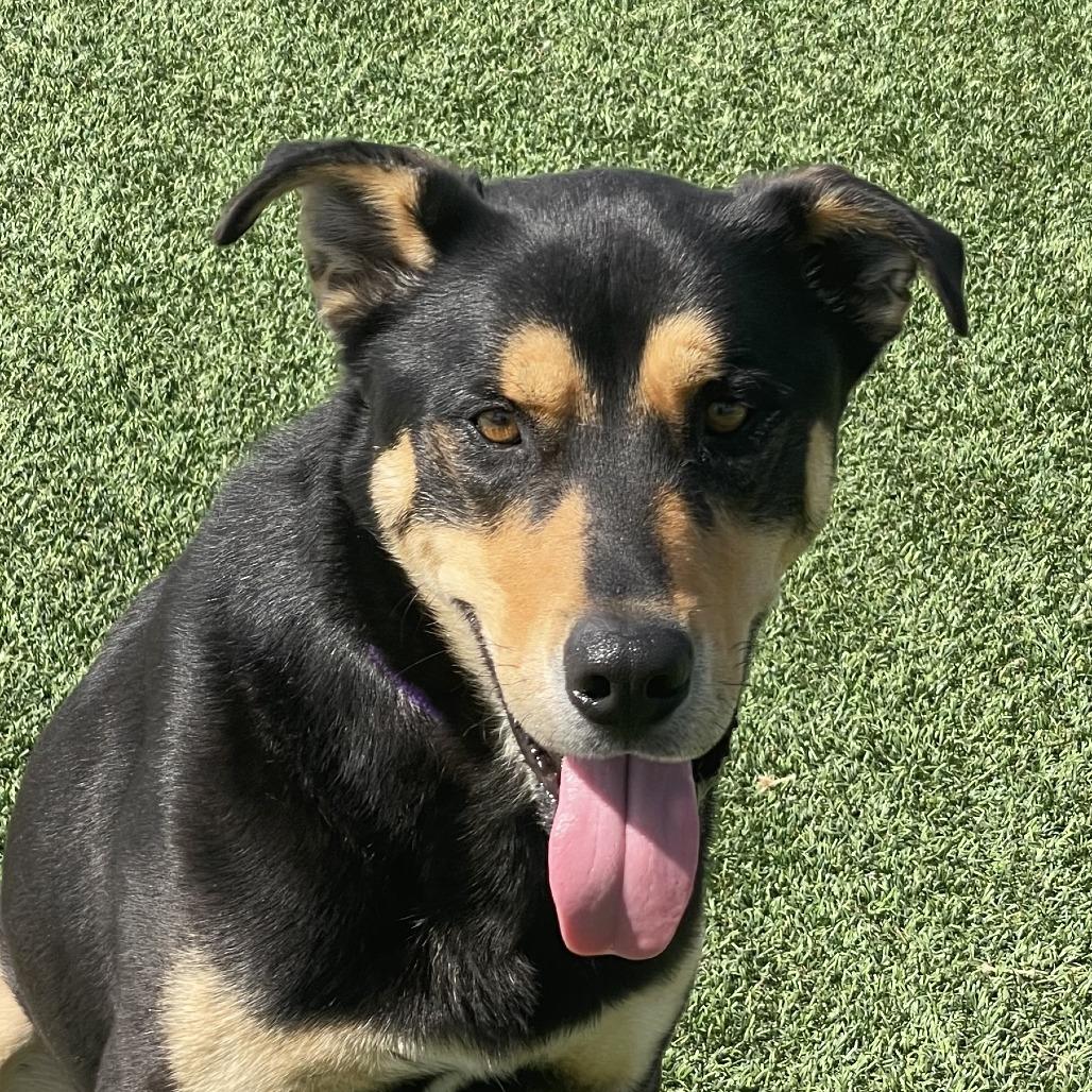 Dude, a Adoptable mixed breed in Bradenton, FL image 1/4