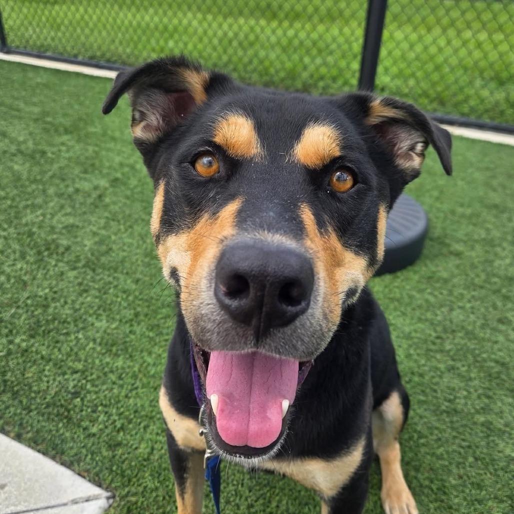 Enlarge Dude, a Adoptable mixed breed in Bradenton, FL image 1/5