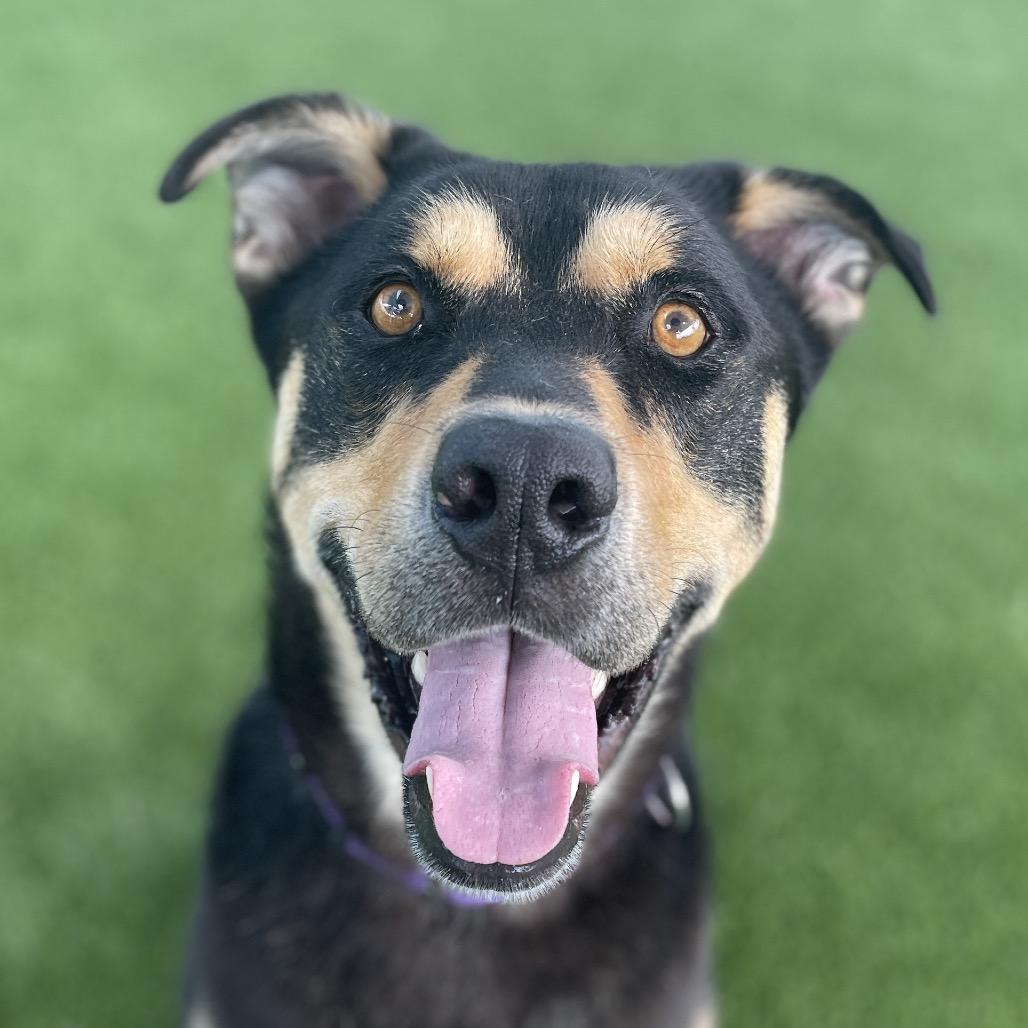 Dude, Adoptable, Adult Male Shepherd & Mixed Breed.