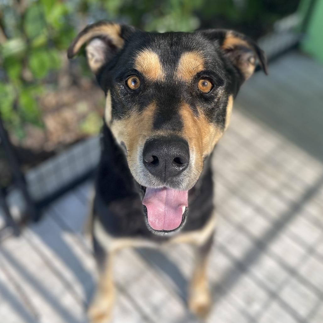 Dude, a Adoptable mixed breed in Bradenton, FL image 3/4