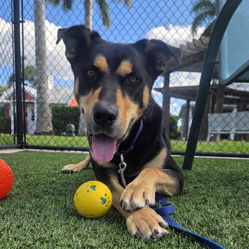 Enlarge Dude, a Adoptable mixed breed in Bradenton, FL image 3/5