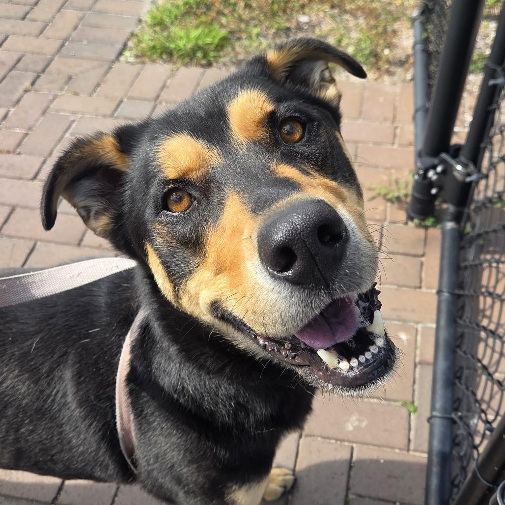 Dude, a Adoptable mixed breed in Bradenton, FL image 4/4
