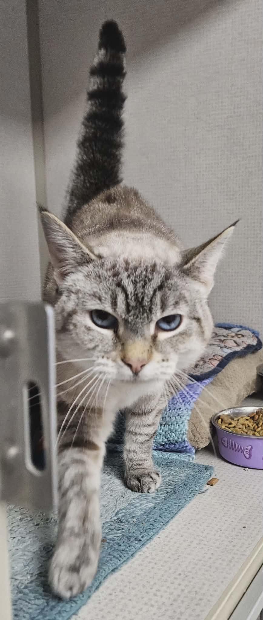 Enlarge Cleo, a Adoptable Domestic Short Hair in Wapakoneta, OH image 1/3