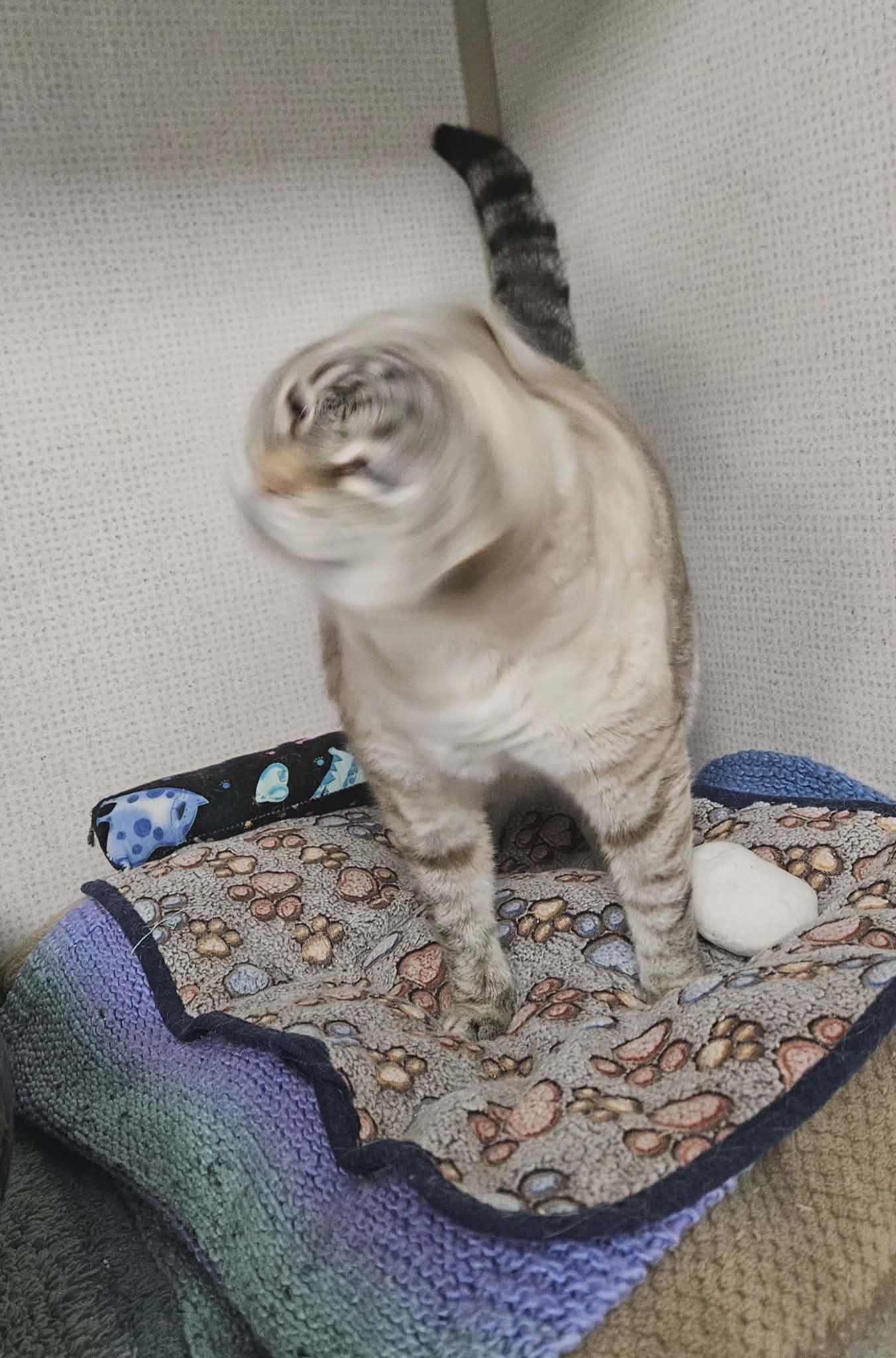 Enlarge Cleo, a Adoptable Domestic Short Hair in Wapakoneta, OH image 2/3