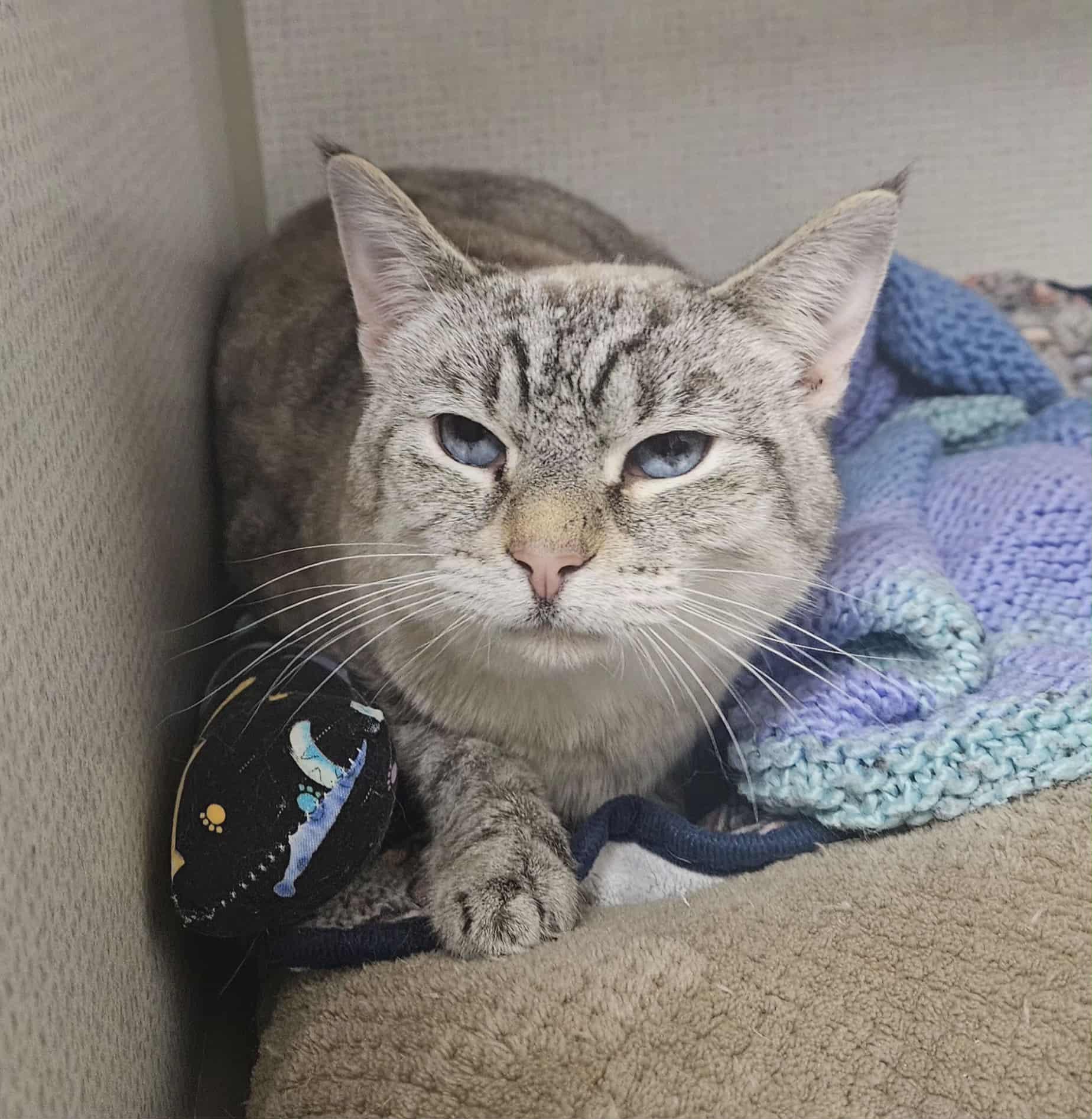 Cleo, Adoptable, Adult Female Domestic Short Hair.