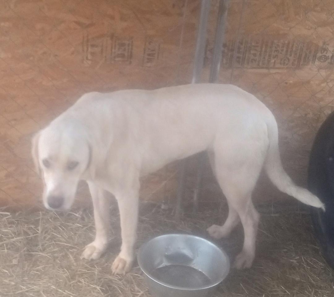 Enlarge Misty, an adopted mixed breed in Mena, AR image 2/2