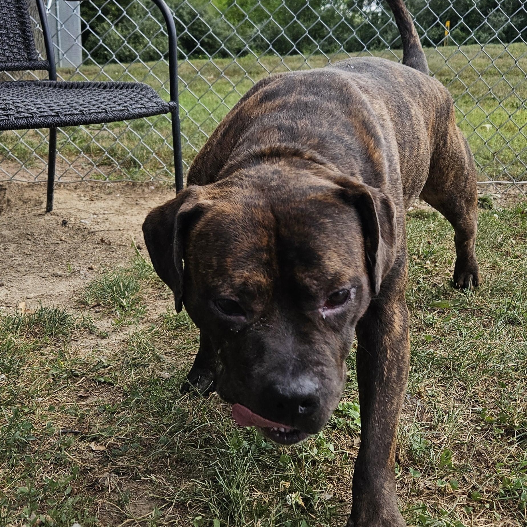 Tulsa, a Adoptable mixed breed in Benton Harbor, MI image 4/4