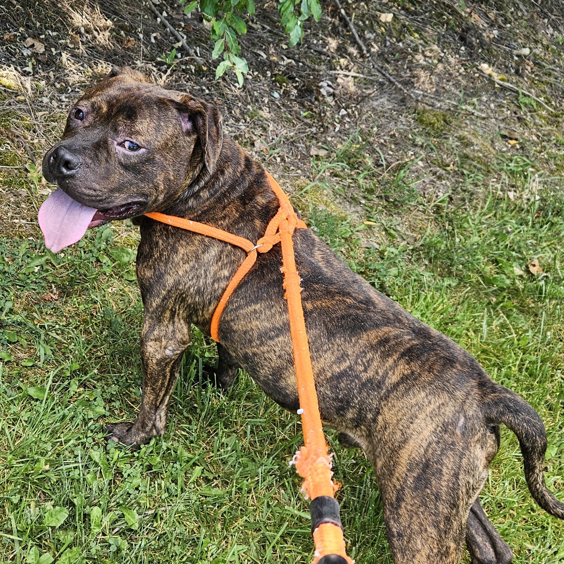 Tulsa, a Adoptable mixed breed in Benton Harbor, MI image 3/4