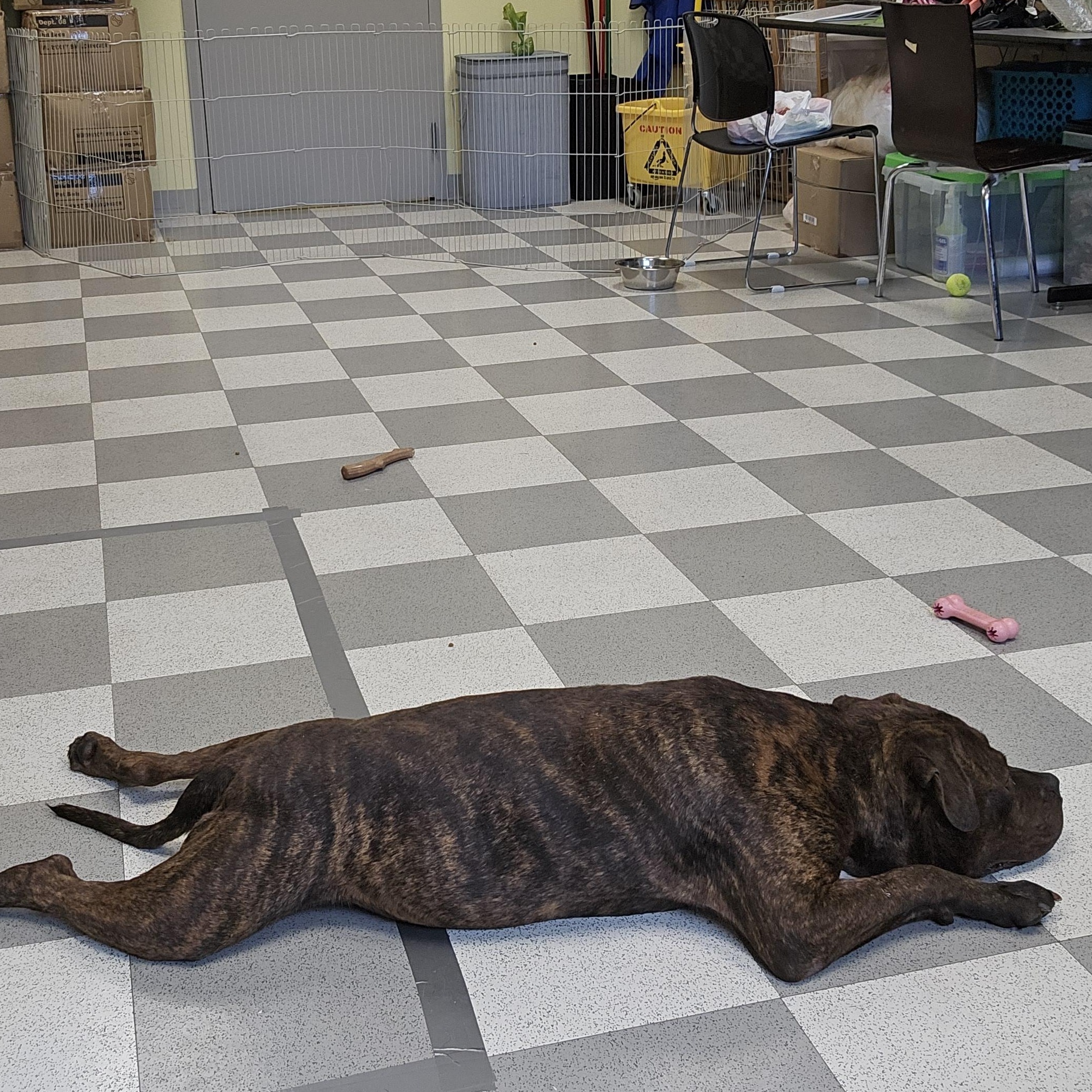 Tulsa, a Adoptable mixed breed in Benton Harbor, MI image 2/4