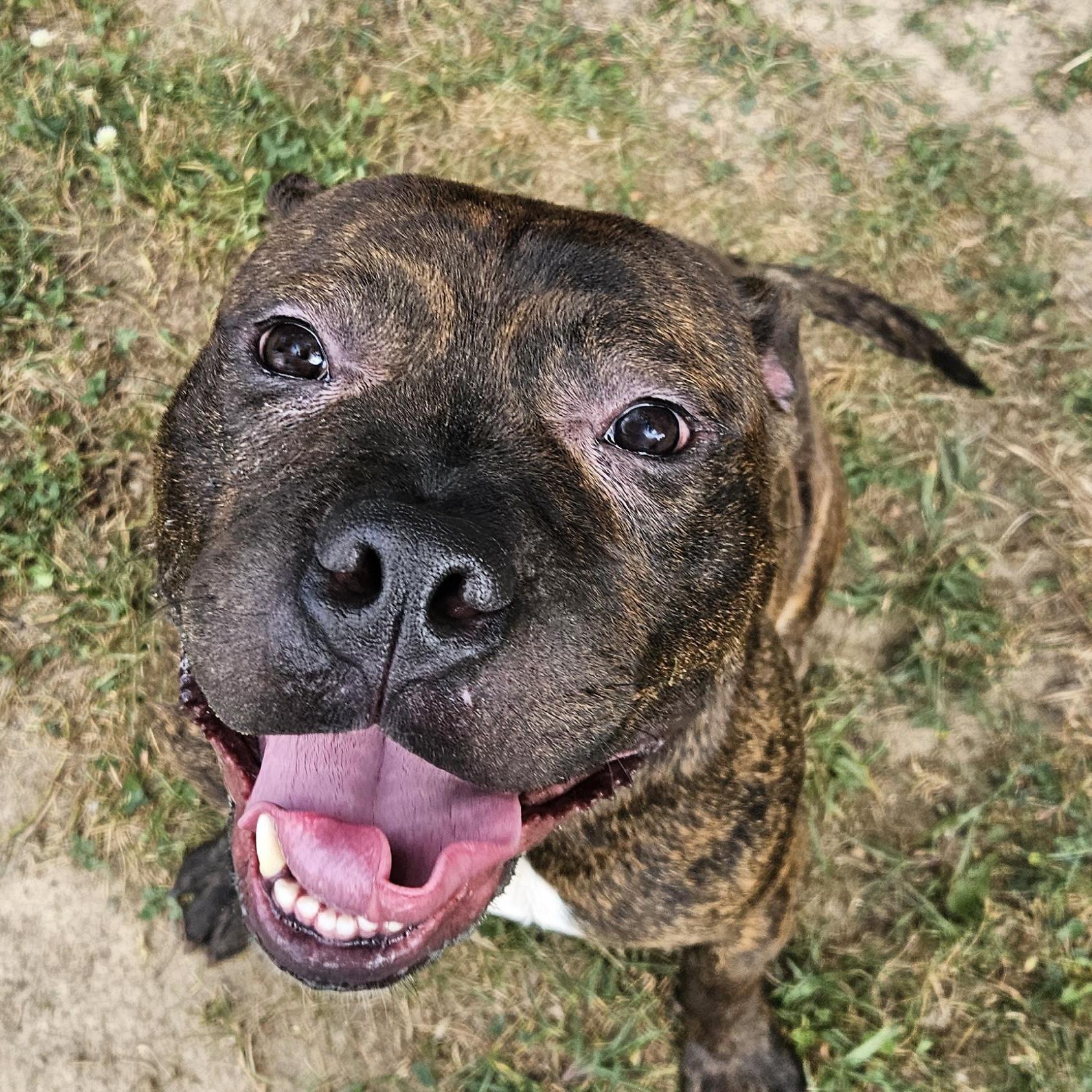 Tulsa, Adoptable, Adult Male American Bully.