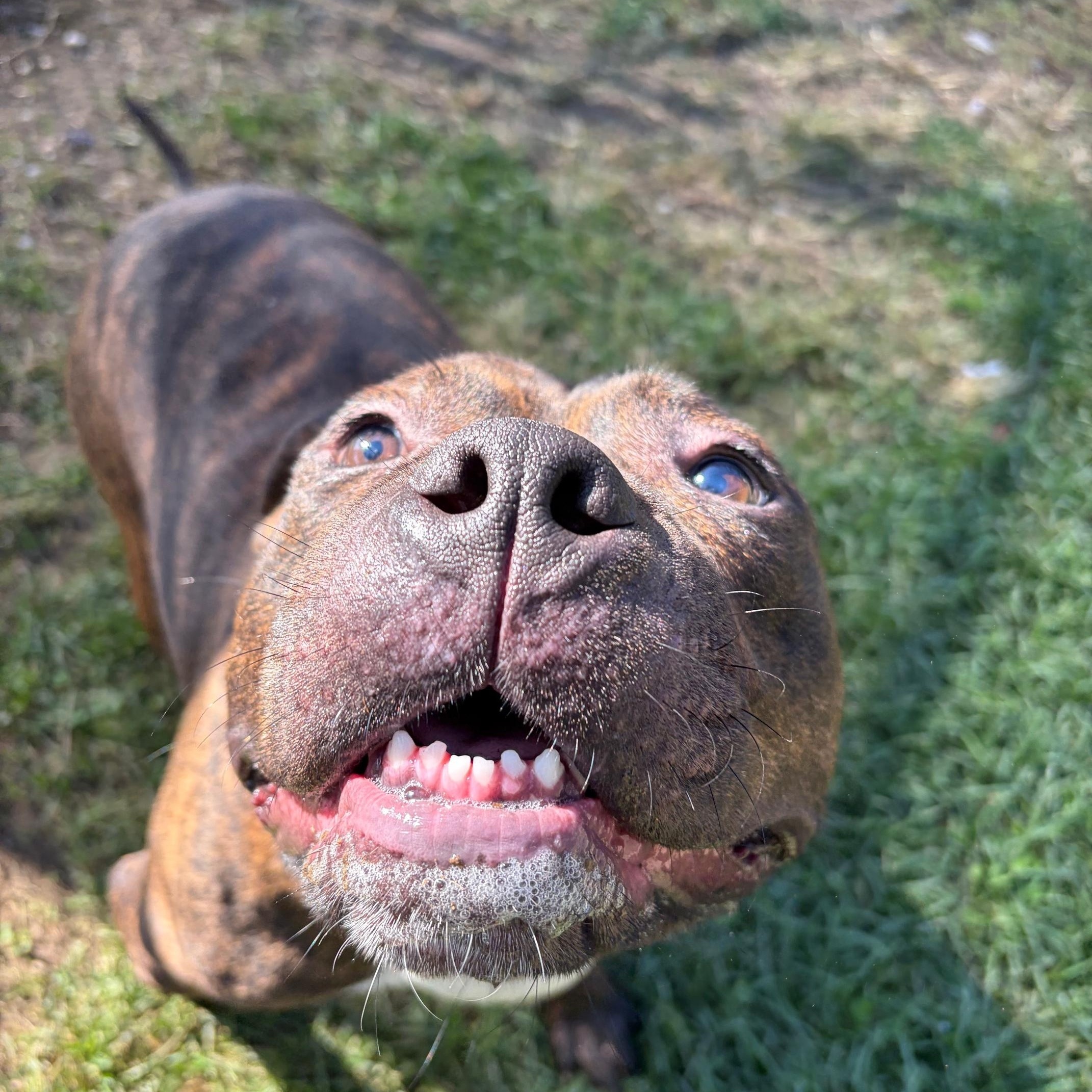 Enlarge Tulsa, a Adoptable mixed breed in Benton Harbor, MI image 1/5