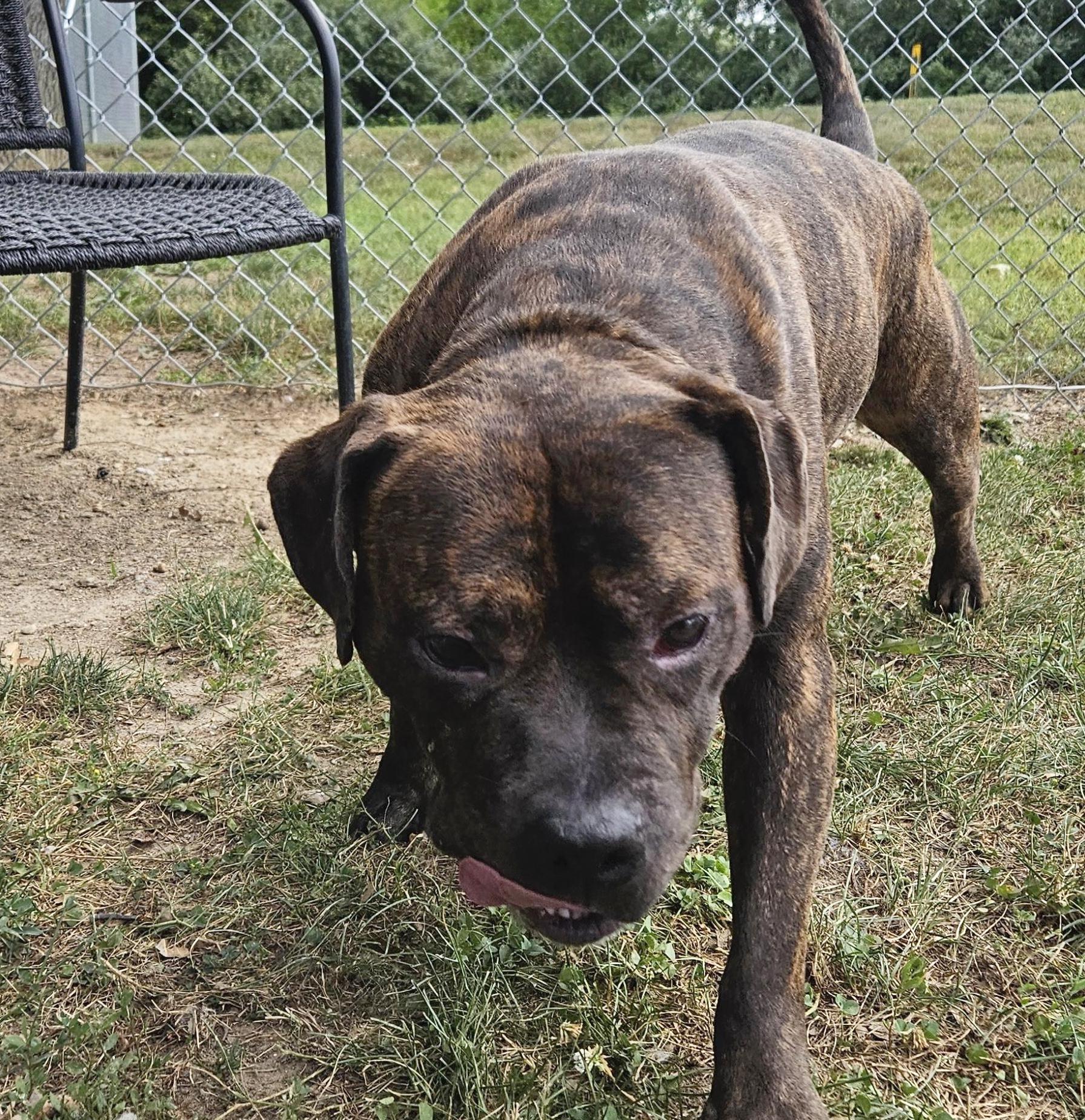 Tulsa, Adoptable, Adult Male American Bully.