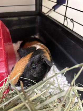 Enlarge Cookie, a Adoptable Guinea Pig in Fairfax, VA image 1/3