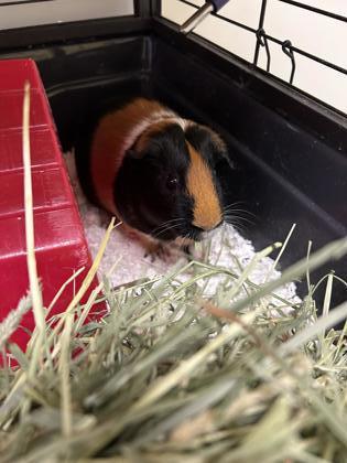 Enlarge Cookie, a Adoptable Guinea Pig in Fairfax, VA image 2/3