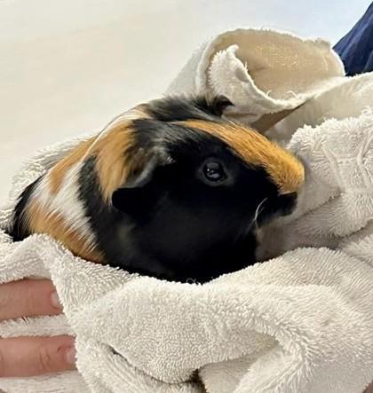 Enlarge Cookie, a Adoptable Guinea Pig in Fairfax, VA image 3/3