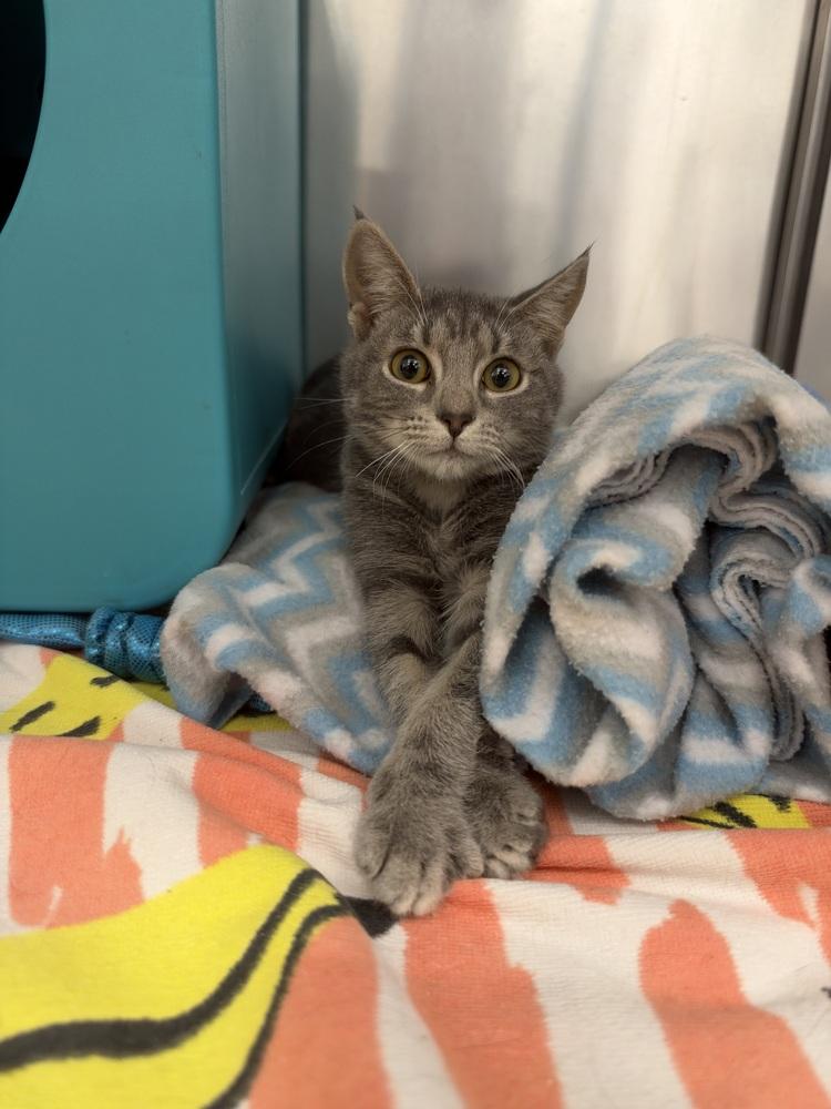 Carol, Adoptable, Kitten Female Domestic Short Hair.