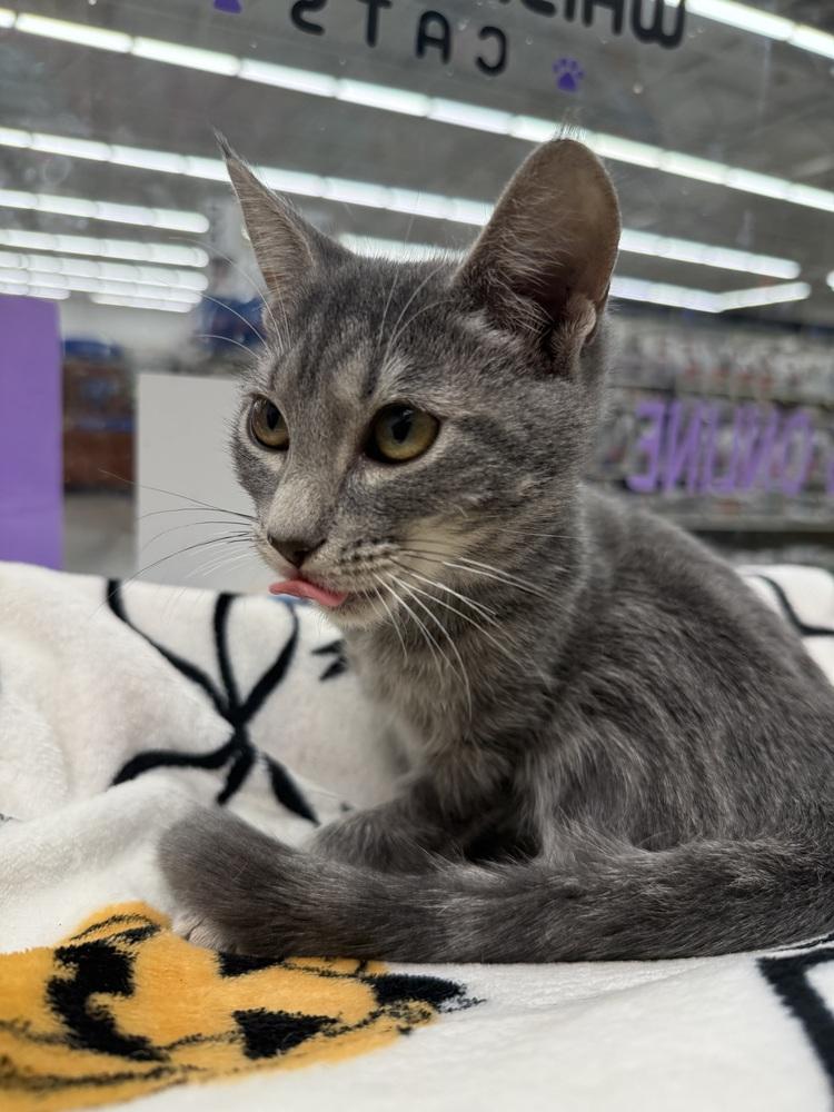 Carol, Adoptable, Kitten Female Domestic Short Hair.