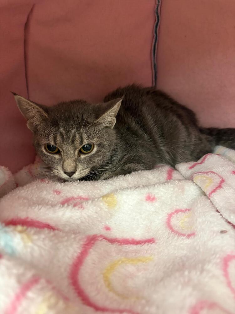 Enlarge Carol, a Adoptable Domestic Short Hair in Orlando, FL image 2/5