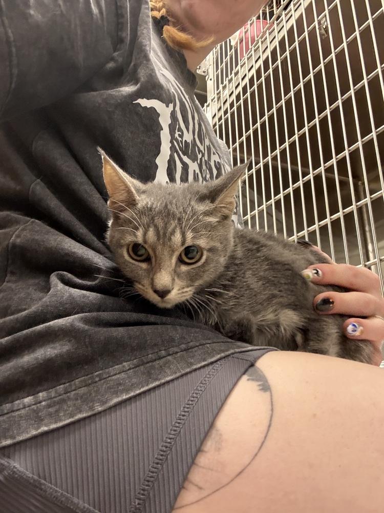 Enlarge Carol, a Adoptable Domestic Short Hair in Orlando, FL image 3/5