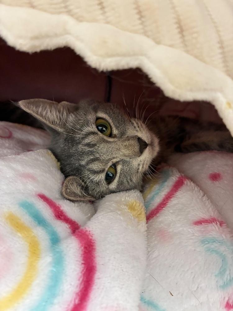 Enlarge Carol, a Adoptable Domestic Short Hair in Orlando, FL image 4/5
