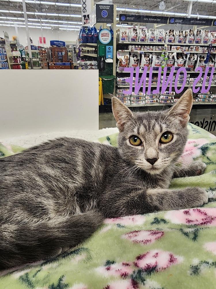 Enlarge Carol, a Adoptable Domestic Short Hair in Orlando, FL image 5/5