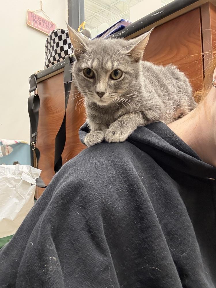Enlarge Carol, a Adoptable Domestic Short Hair in Orlando, FL image 6/6