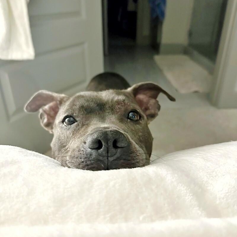 Lola Lovebug the Snuggly Land Seal , Adoptable, Senior Female Staffordshire Bull Terrier & Pit Bull Terrier.