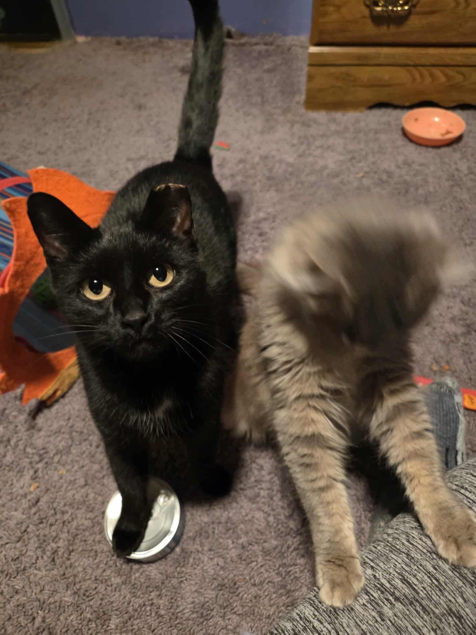 Peppa!, Adoptable, Adult Female American Shorthair.