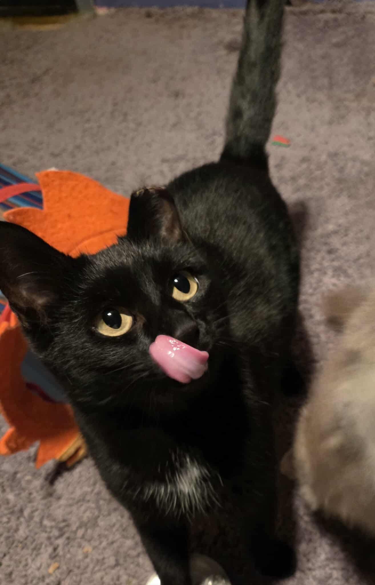 Peppa!, a Adoptable American Shorthair in Elmira, NY image 2/4