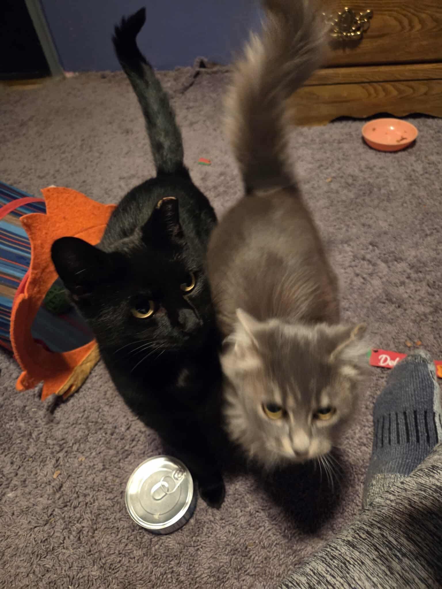 Peppa!, a Adoptable American Shorthair in Elmira, NY image 3/4