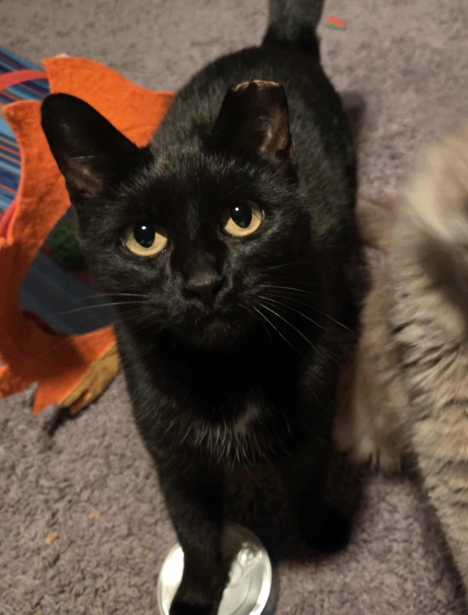 Peppa!, a Adoptable American Shorthair in Elmira, NY image 4/4