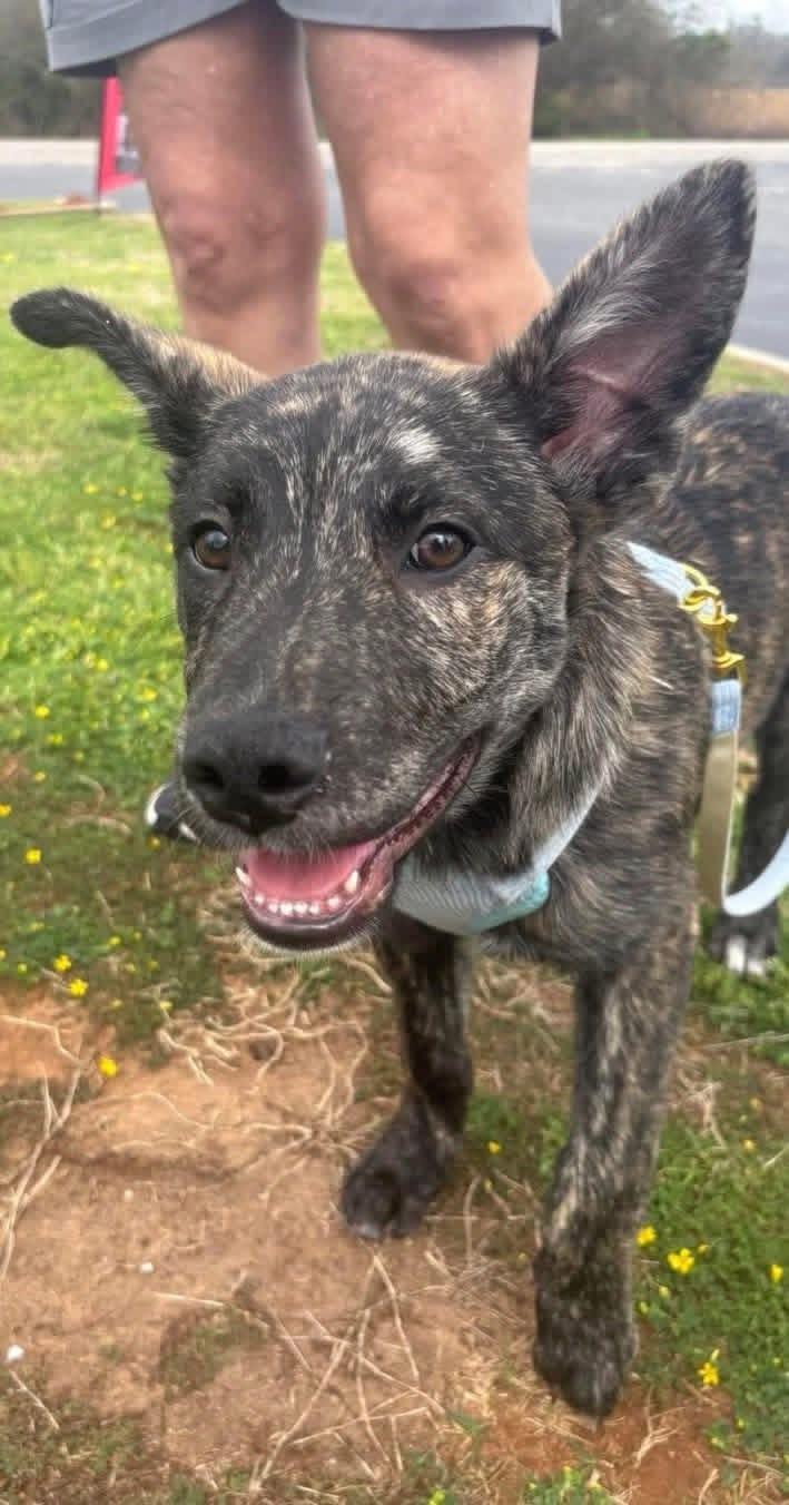 Gator, adopted, Young Male Mixed Breed.