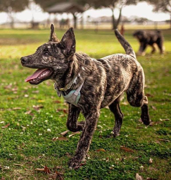 Enlarge Gator, an adopted Mixed Breed in Foley, AL image 3/4