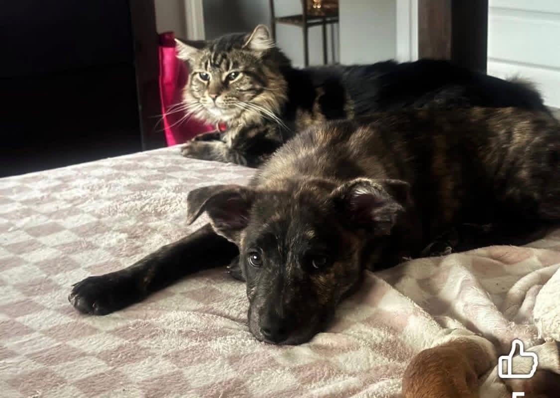 Enlarge Gator, an adopted Mixed Breed in Foley, AL image 4/4