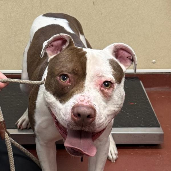 Bear, Adoptable, Adult Male Pit Bull Terrier.