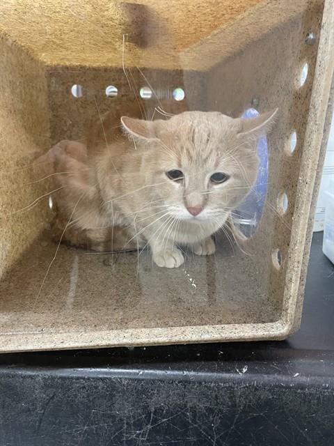 Enlarge BABY CAT, a Adoptable Domestic Medium Hair in Louisville, KY image 1/1