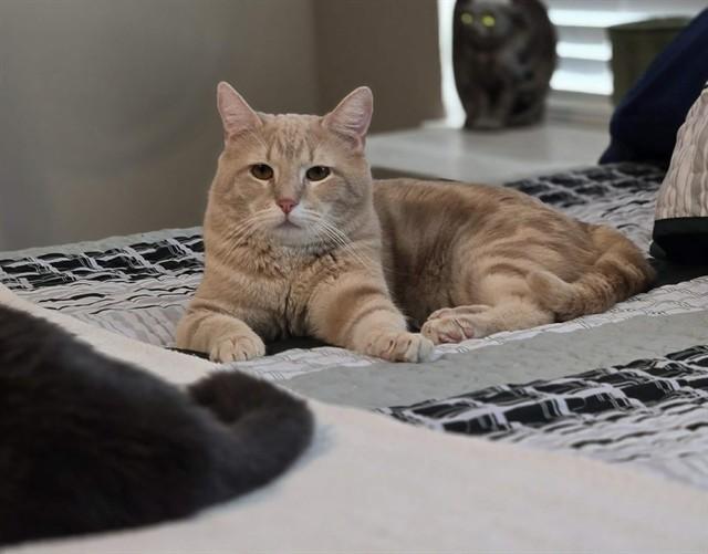 FERGUS THE BRAVE, Adoptable, Young Male Domestic Medium Hair.