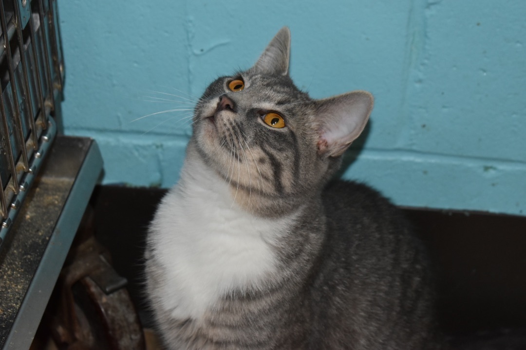 Olivia, a Adoptable mixed breed in Milledgeville, GA image 2/3