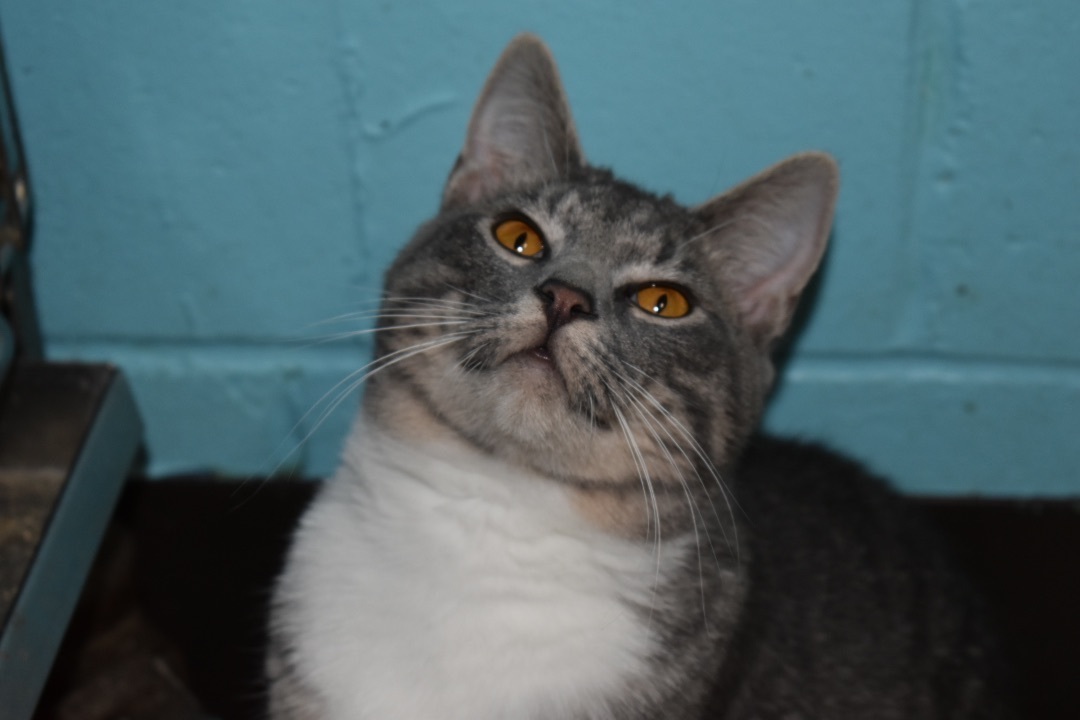 Olivia, a Adoptable mixed breed in Milledgeville, GA image 3/3