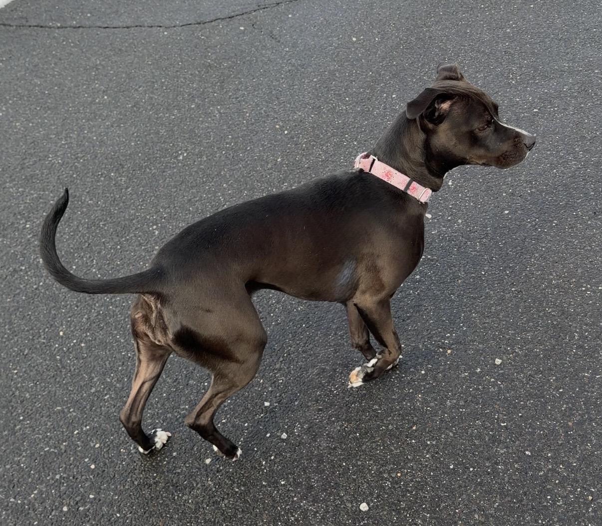 Melia, a ADOPTABLE mixed breed in Watertown, CT image 3/5