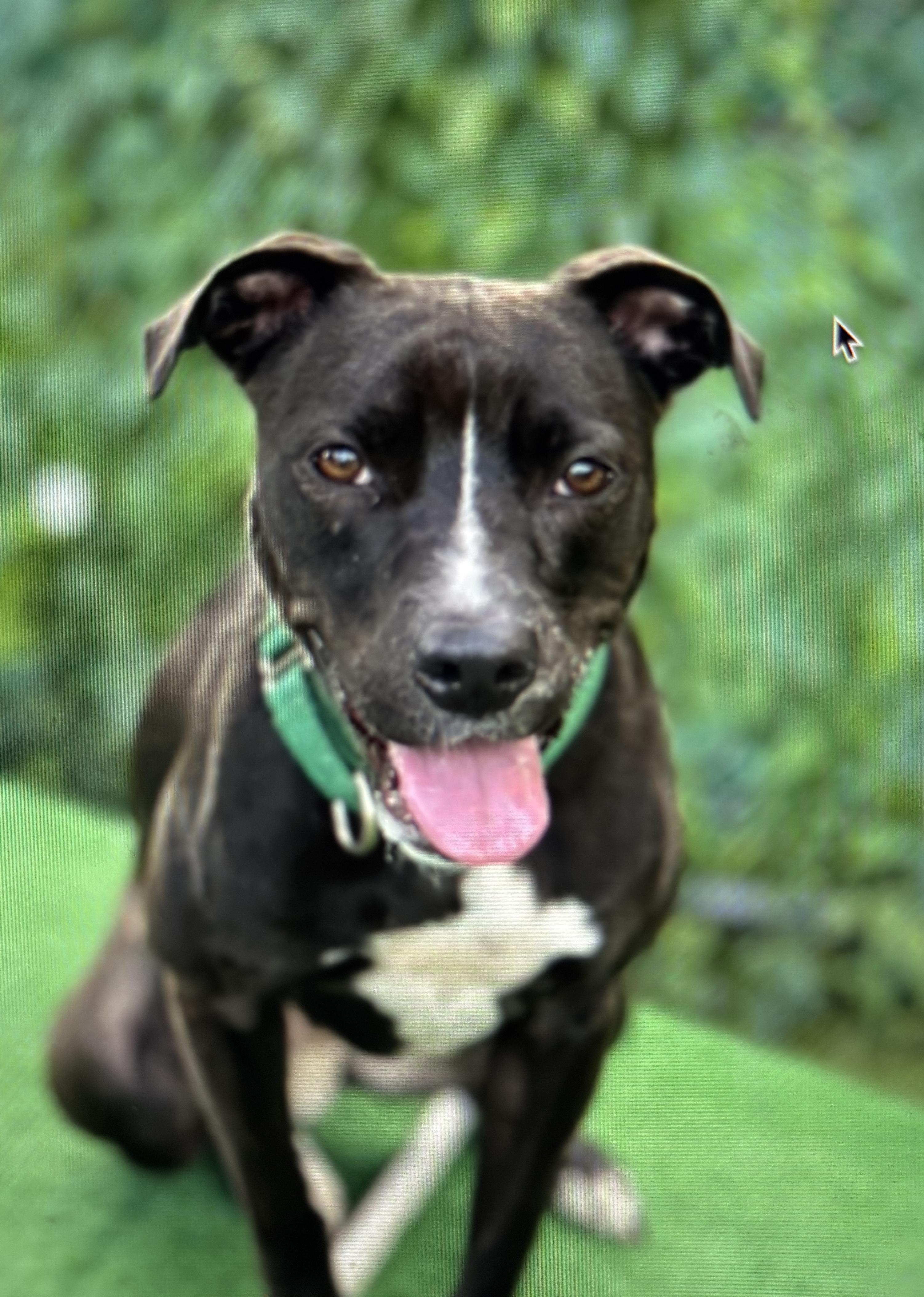 Melia, a ADOPTABLE mixed breed in Watertown, CT image 1/5